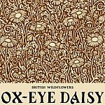 Ox-Eye Daisy