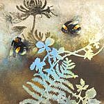 Bumblebees on Honeysuckle