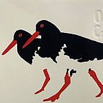 O is for Oyster Catcher