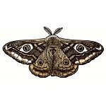 Emperor Moth