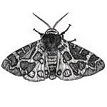 Garden Tiger Moth